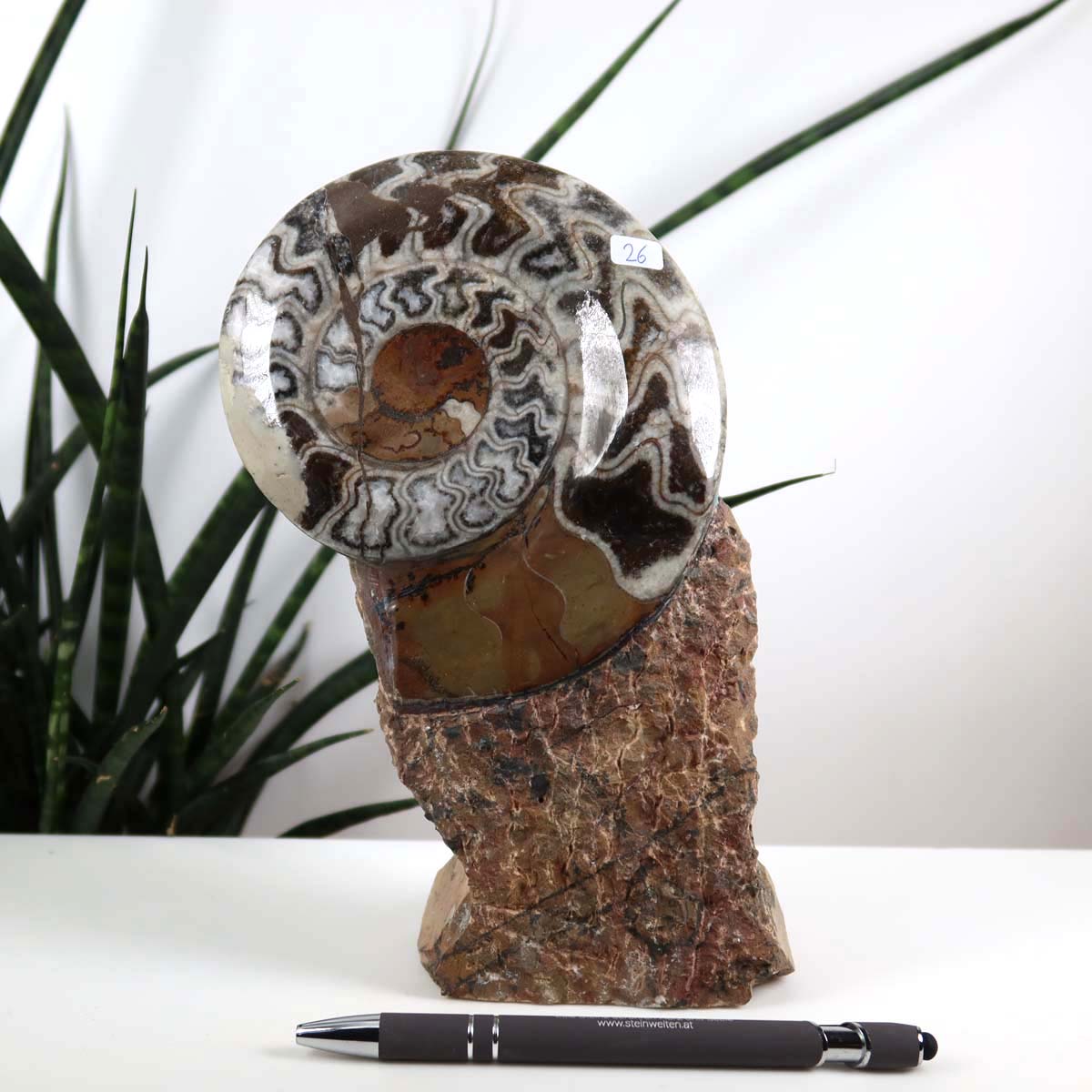 Ammonit - Versteinertes echtes Fossil mit Natursteinsockel, 21 x 12 cm - Nr. 26, einzigartiges Fossil auf Marmorhintergrund