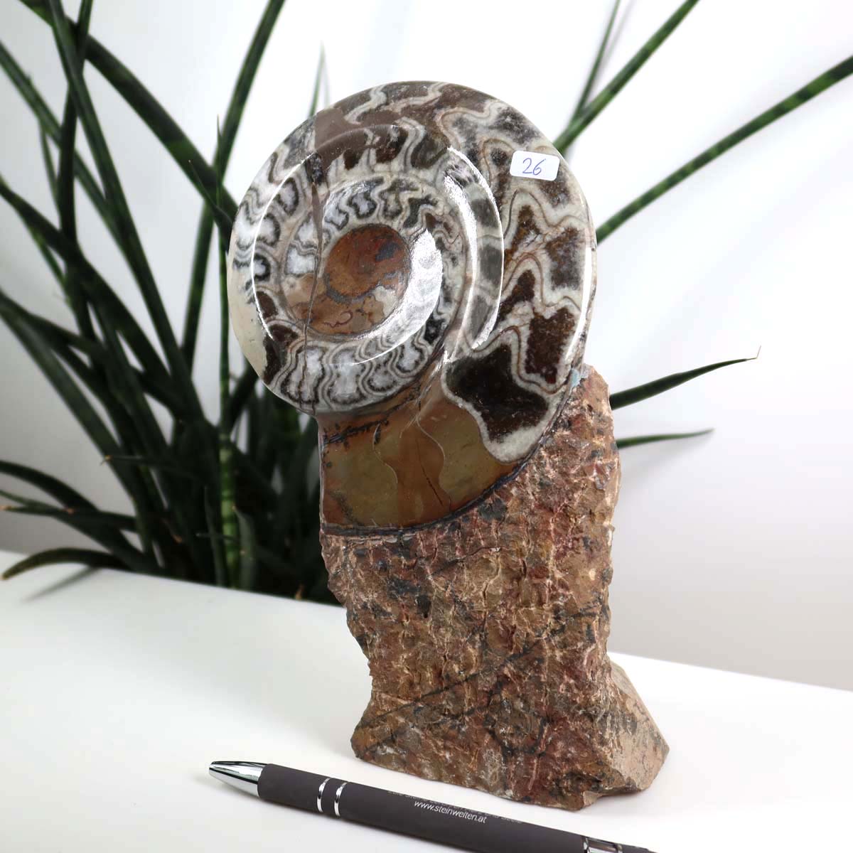 Ammonit - Versteinertes echtes Fossil mit Natursteinsockel, 21 x 12 cm - Nr. 26, einzigartiges Fossil auf Marmorhintergrund