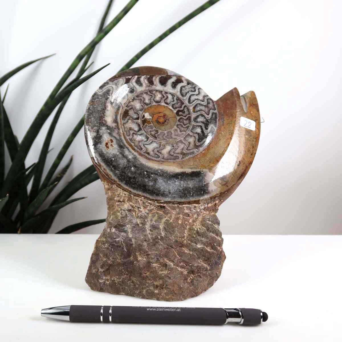 Ammonit - Versteinertes echtes Fossil mit Natursteinsockel, 17 x 13 cm - Nr. 28, präsentiert auf hellem Hintergrund mit Pflanze