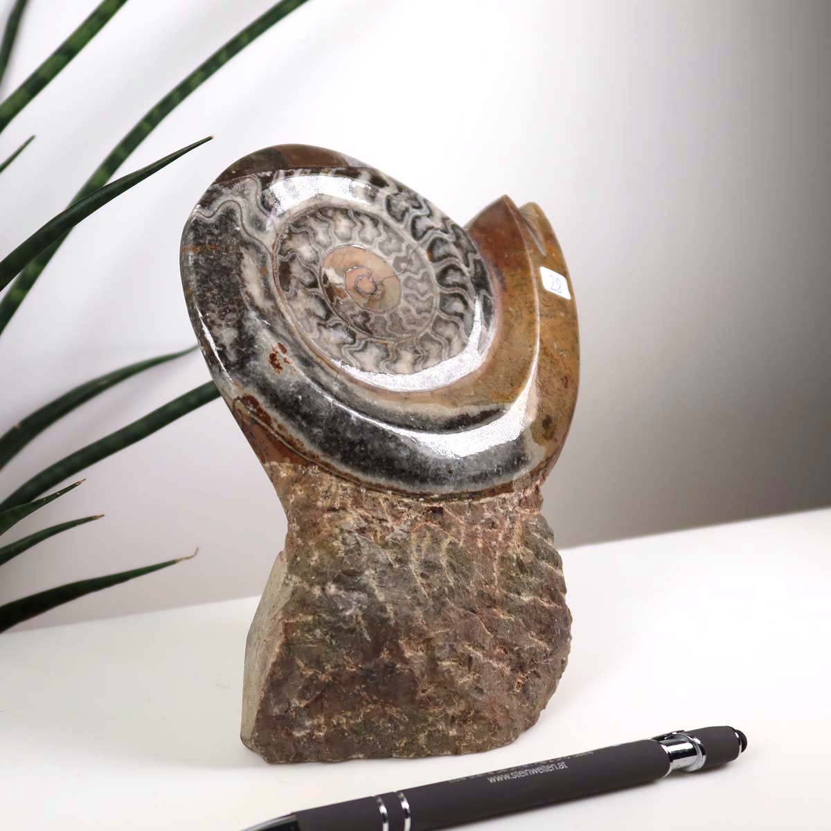 Ammonit - Versteinertes echtes Fossil mit Natursteinsockel, 17 x 13 cm - Nr. 28, präsentiert auf hellem Hintergrund mit Pflanze