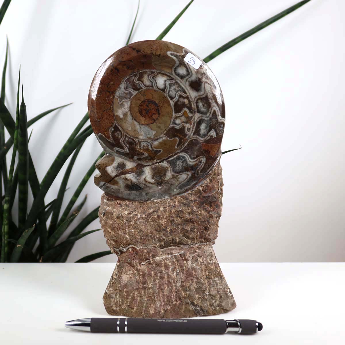 Ammonit - Versteinertes echtes Fossil mit Natursteinsockel, 20 x 11 cm - Nr. 29, einzigartiges Fossil aus Marokko