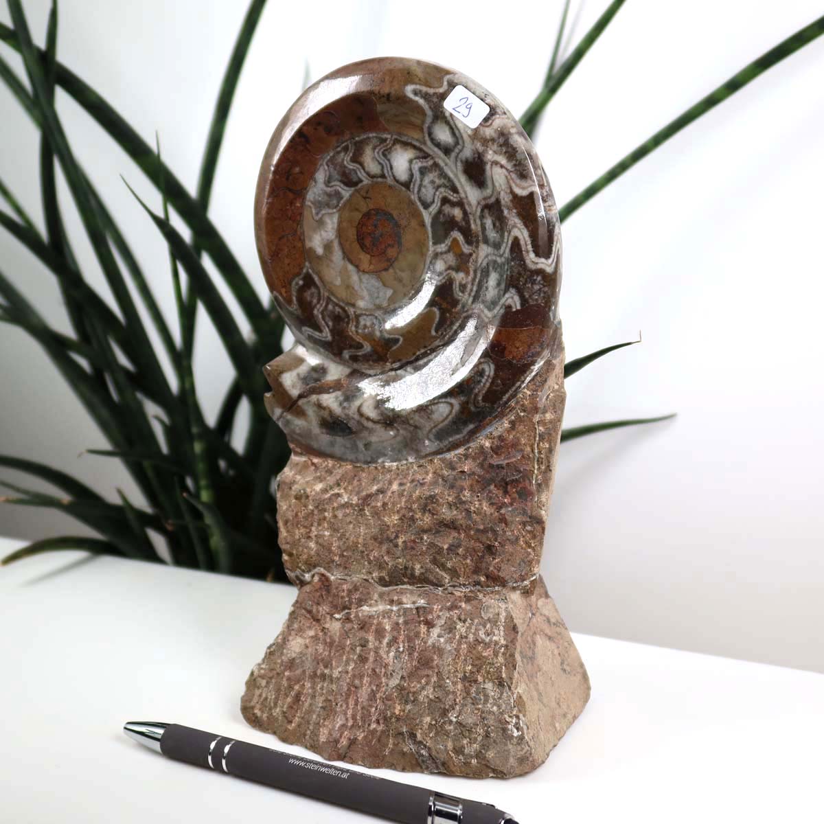 Ammonit - Versteinertes echtes Fossil mit Natursteinsockel, 20 x 11 cm - Nr. 29, einzigartiges Fossil aus Marokko