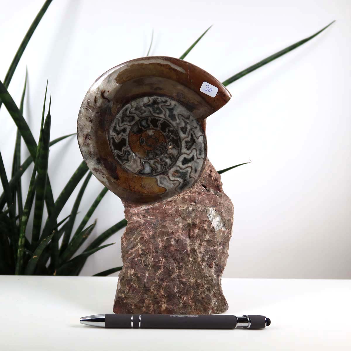 Ammonit - Versteinertes echtes Fossil mit Natursteinsockel, 21 x 13 cm - Nr. 30, dekorativer steinzeitlicher Fund aus Marokko