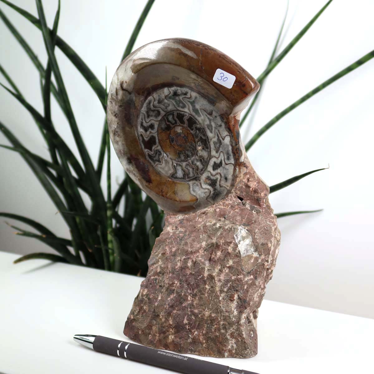 Ammonit - Versteinertes echtes Fossil mit Natursteinsockel, 21 x 13 cm - Nr. 30, dekorativer steinzeitlicher Fund aus Marokko