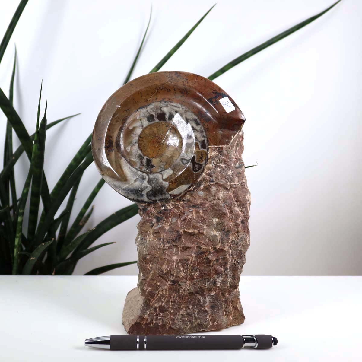 Ammonit - Versteinertes echtes Fossil mit Natursteinsockel, 21 x 13 cm - Nr. 31 vor Pflanzenhintergrund