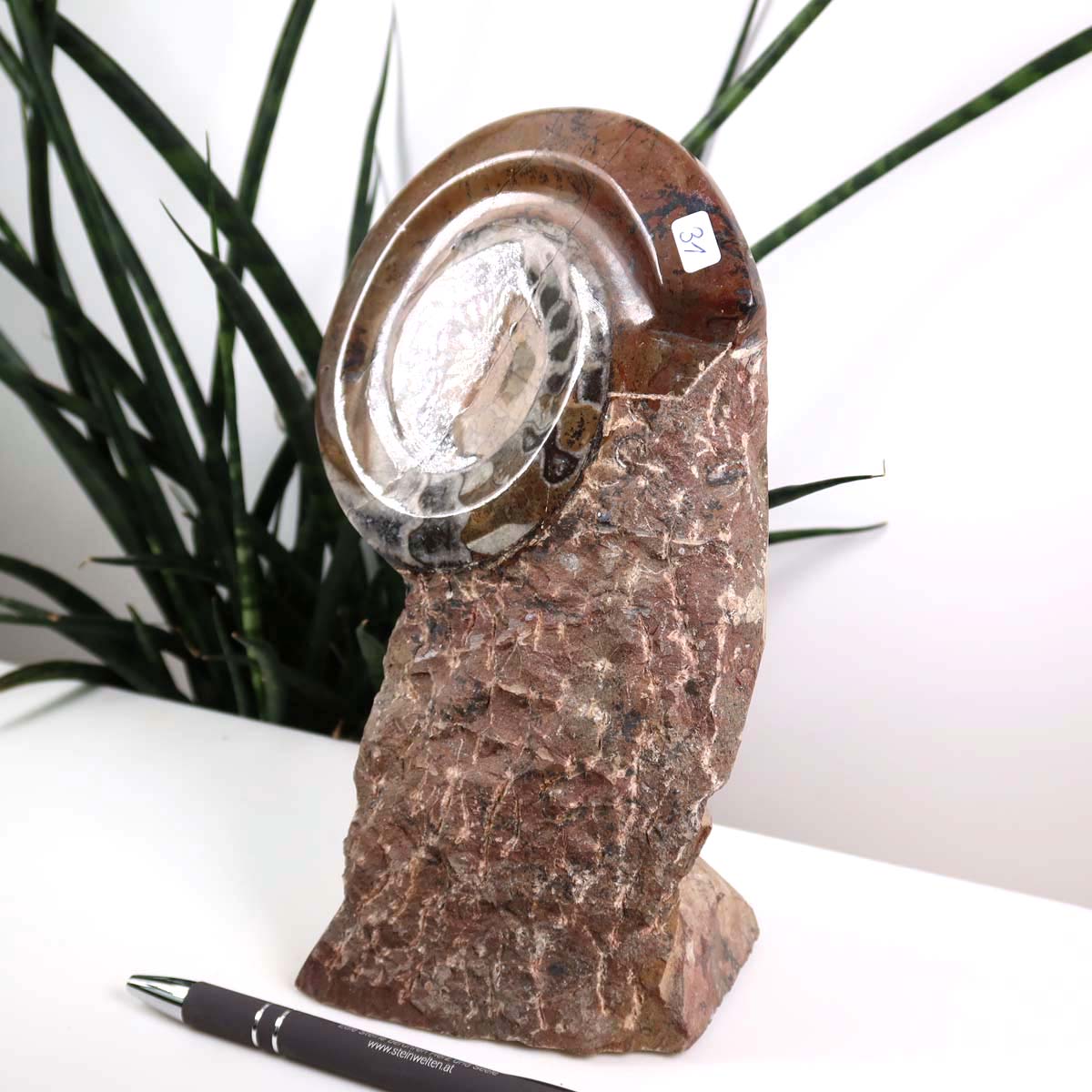 Ammonit - Versteinertes echtes Fossil mit Natursteinsockel, 21 x 13 cm - Nr. 31 vor Pflanzenhintergrund