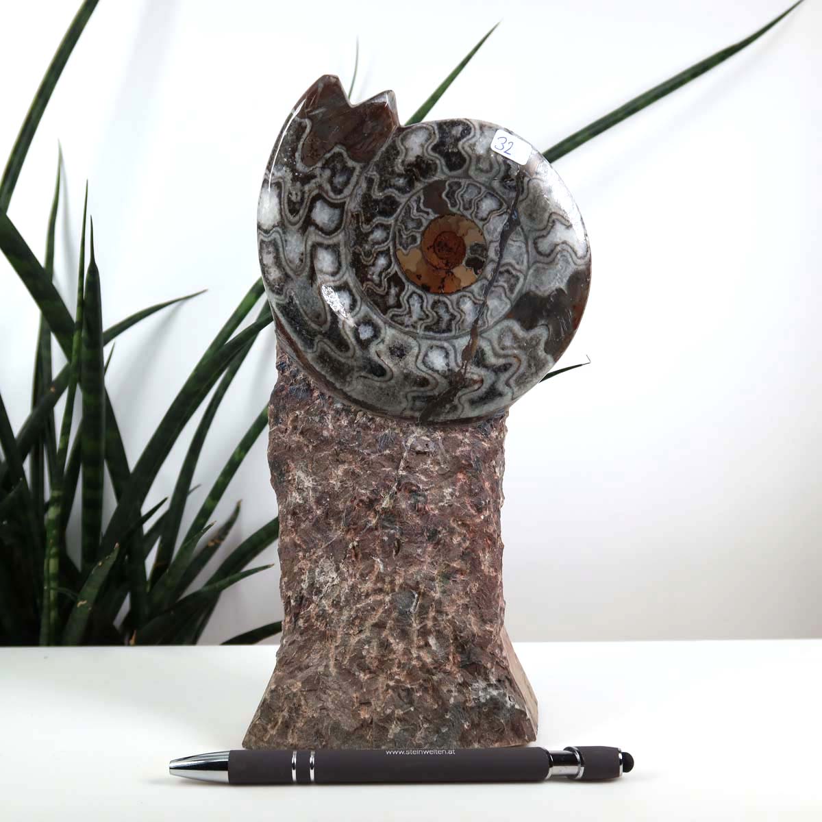 Ammonit - Versteinertes echtes Fossil mit Natursteinsockel, 23 x 11 cm - Nr. 32 vor Pflanze