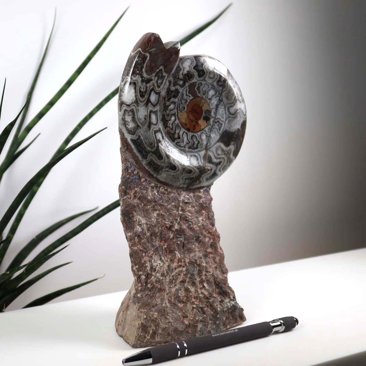 Ammonit - Versteinertes echtes Fossil mit Natursteinsockel, 23 x 11 cm - Nr. 32 vor Pflanze