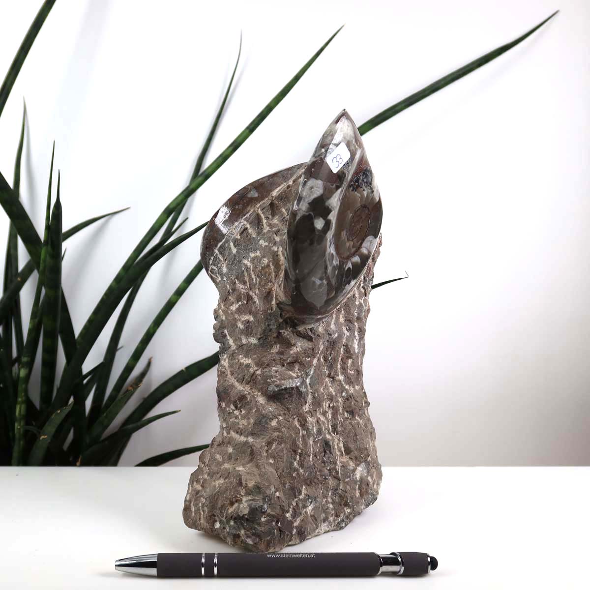 Ammonit - Versteinertes echtes Fossil mit Natursteinsockel, 20 x 10 cm - Nr. 33, einzigartiges Schmuckstück aus Marokko