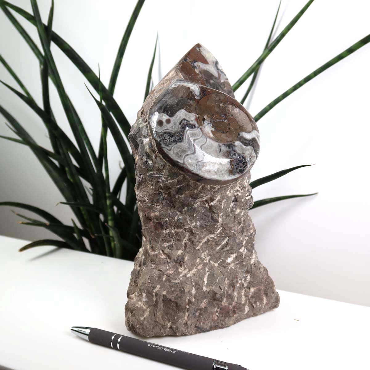 Ammonit - Versteinertes echtes Fossil mit Natursteinsockel, 20 x 10 cm - Nr. 33, einzigartiges Schmuckstück aus Marokko