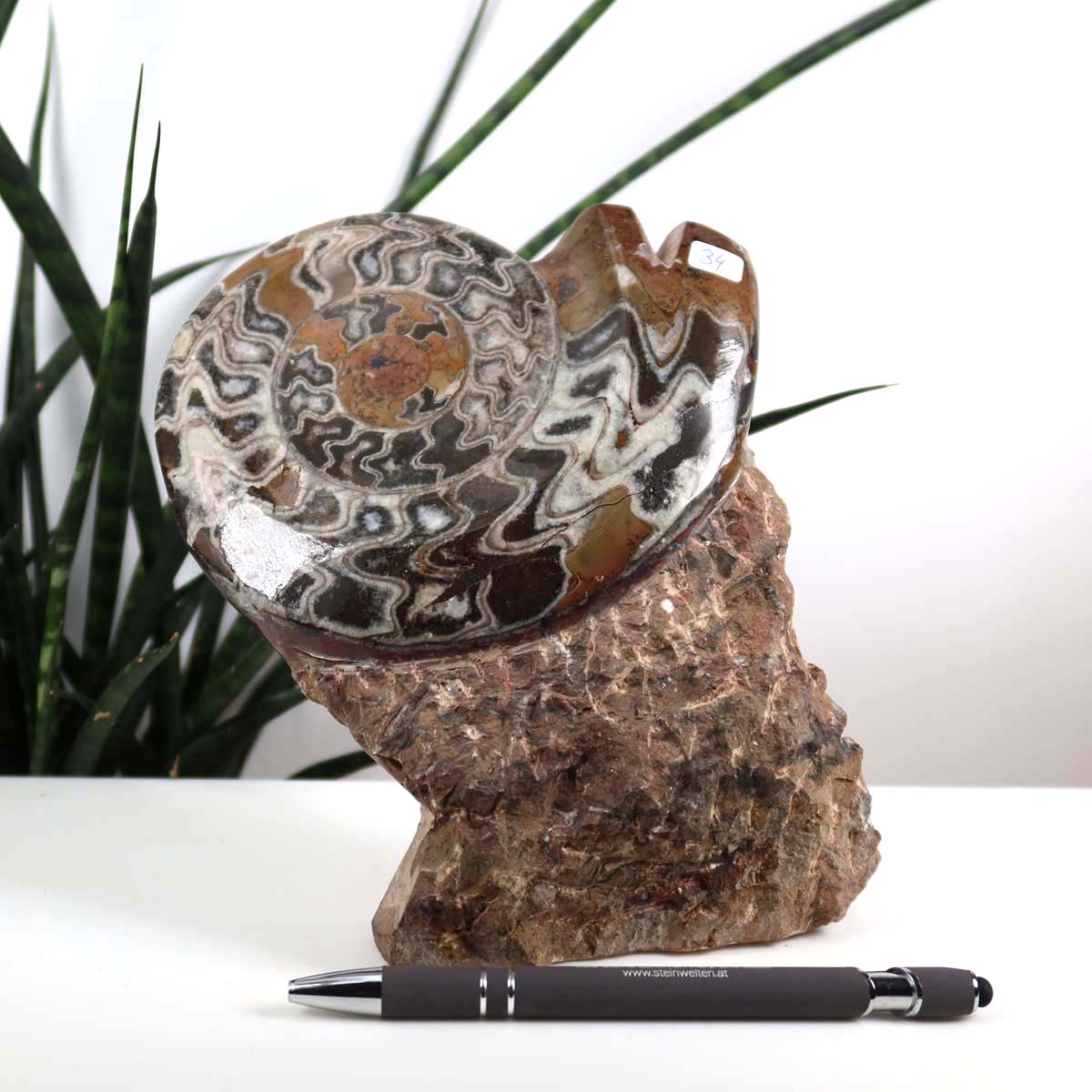 Ammonit - Versteinertes echtes Fossil mit Natursteinsockel, 17 x 14 cm - Nr. 34, antikes Meeresfossil auf Steinbasis