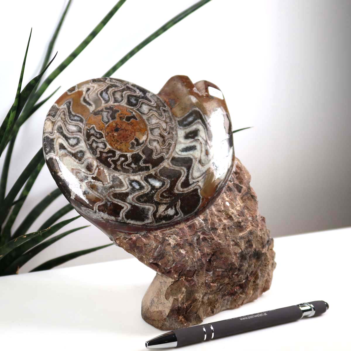 Ammonit - Versteinertes echtes Fossil mit Natursteinsockel, 17 x 14 cm - Nr. 34, antikes Meeresfossil auf Steinbasis