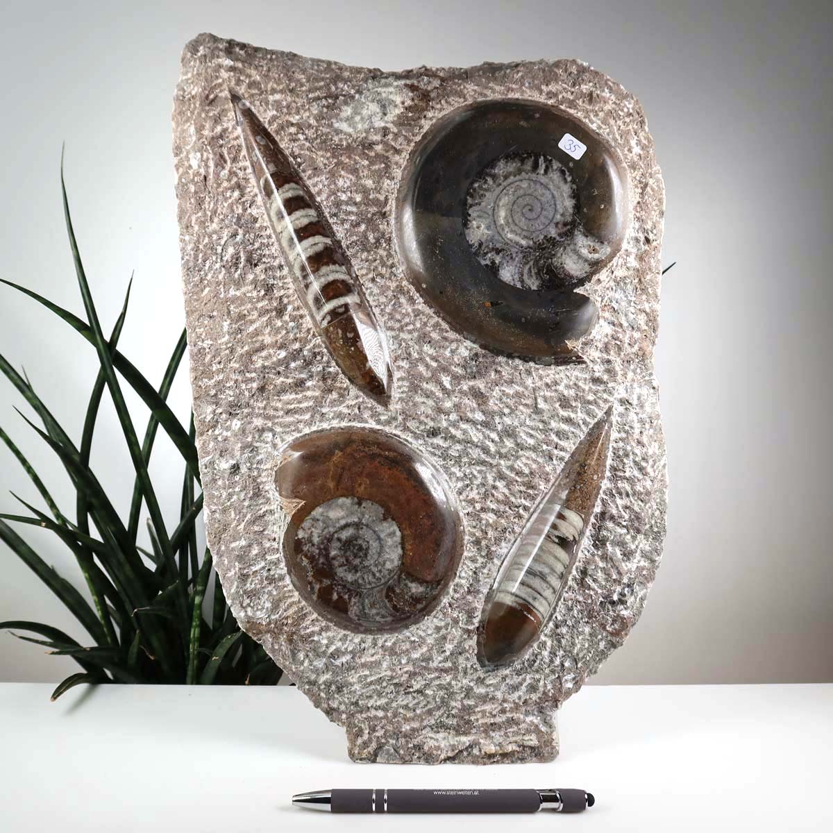 Ammonit - Versteinertes echtes Fossil mit Natursteinsockel, 39 x 25 cm - Nr. 35 auf einem Tisch neben einer Pflanze