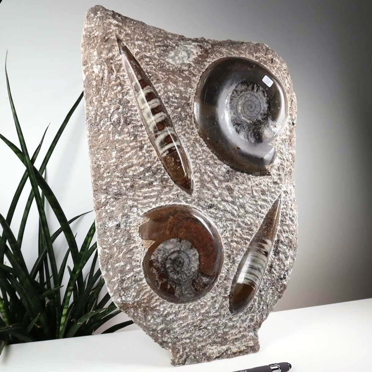 Ammonit - Versteinertes echtes Fossil mit Natursteinsockel, 39 x 25 cm - Nr. 35 auf einem Tisch neben einer Pflanze