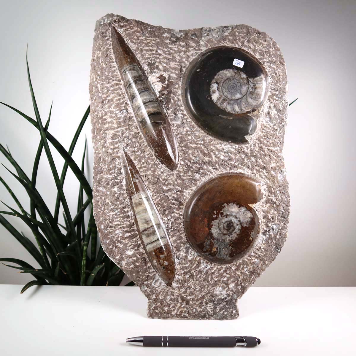 Ammonit - Versteinertes echtes Fossil mit Natursteinsockel, 29 x 25 cm - Nr. 36, einzigartiges marokkanisches Fossildisplay dargestellt.