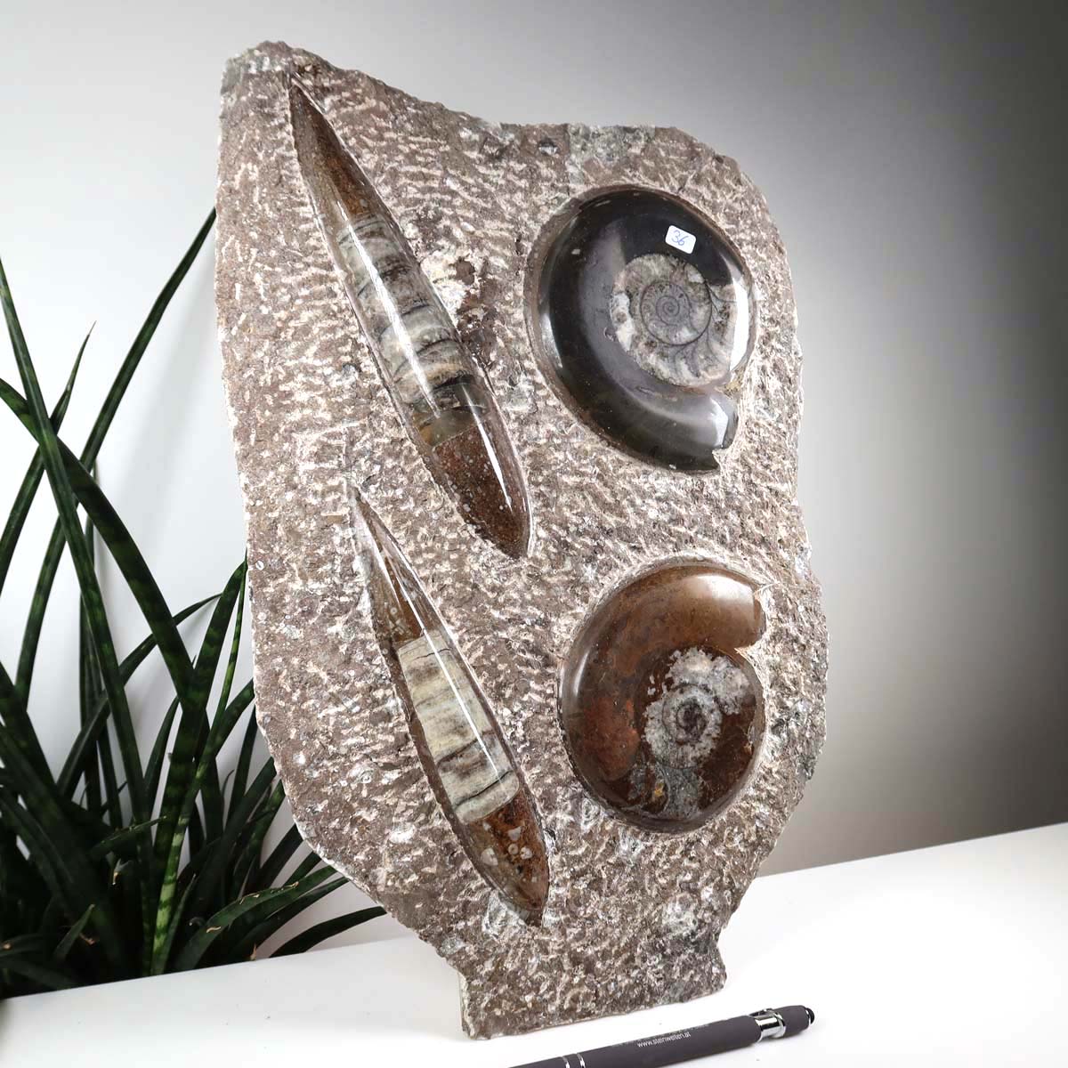 Ammonit - Versteinertes echtes Fossil mit Natursteinsockel, 29 x 25 cm - Nr. 36, einzigartiges marokkanisches Fossildisplay dargestellt.