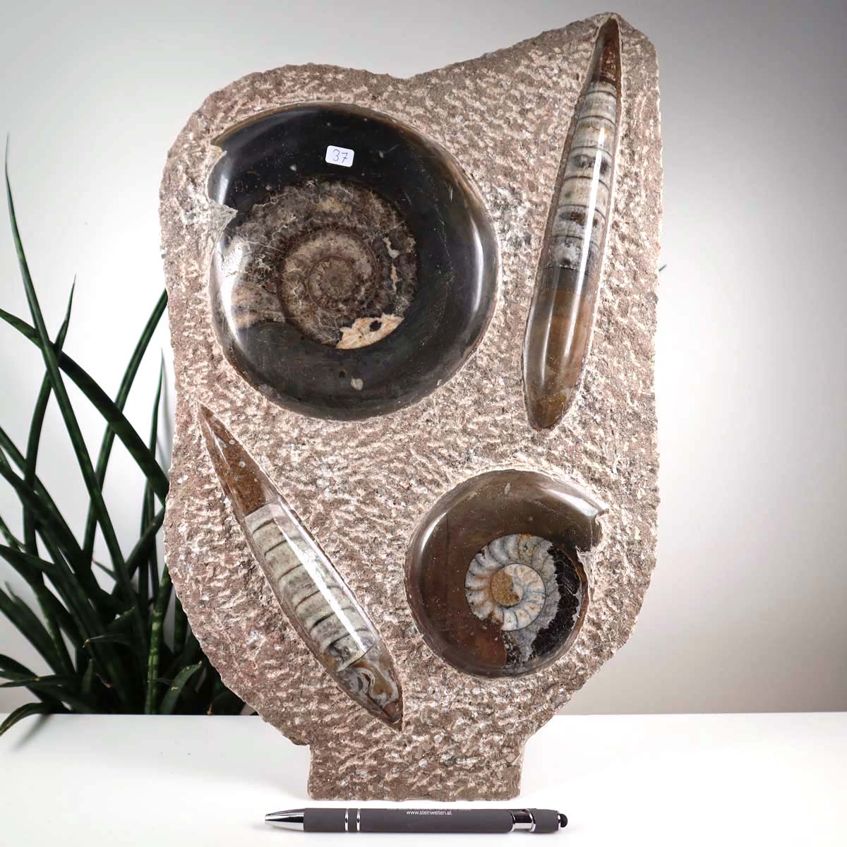 Ammonit - Versteinertes echtes Fossil mit Natursteinsockel, 39 x 25 cm - Nr. 37 neben Pflanze auf Tisch