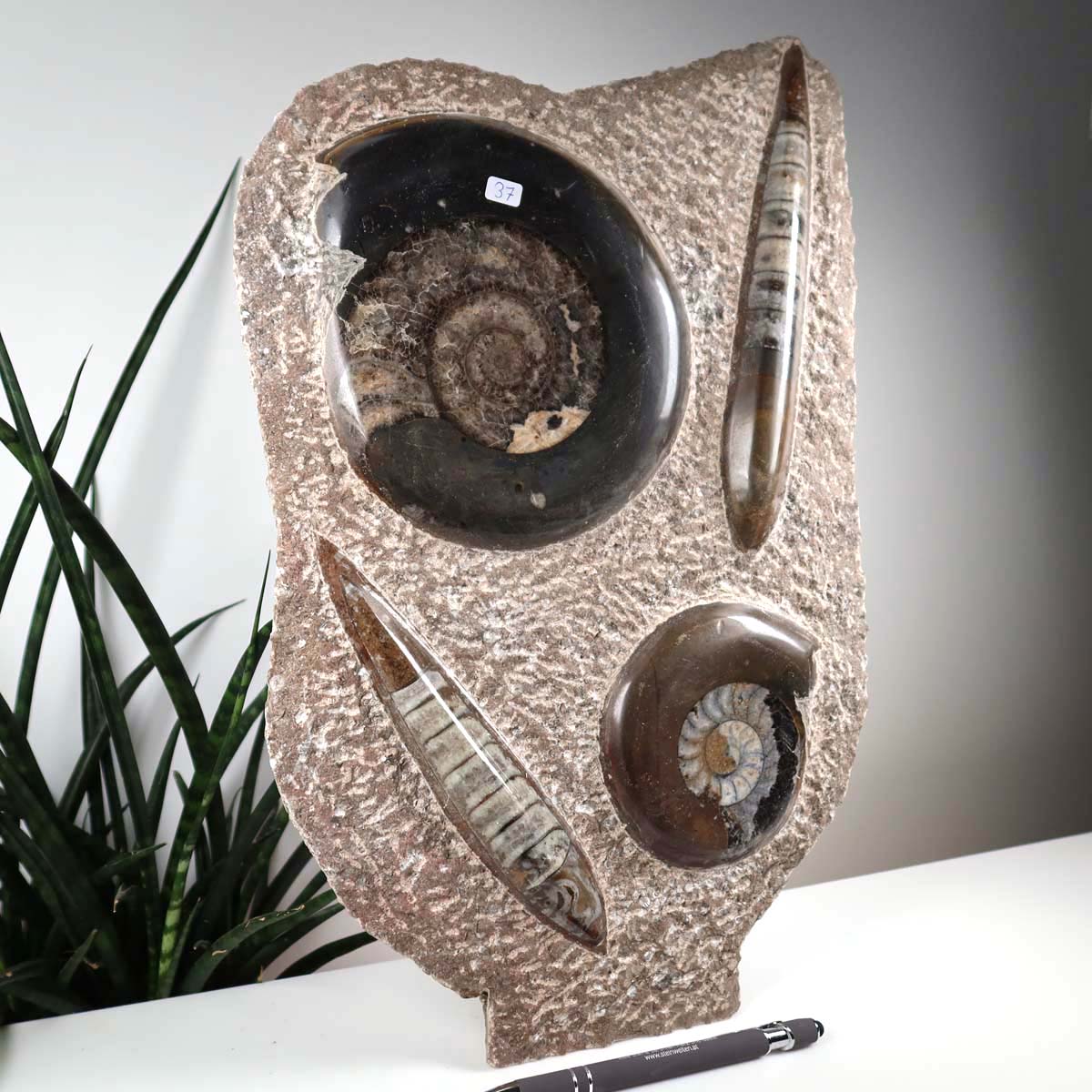 Ammonit - Versteinertes echtes Fossil mit Natursteinsockel, 39 x 25 cm - Nr. 37 neben Pflanze auf Tisch