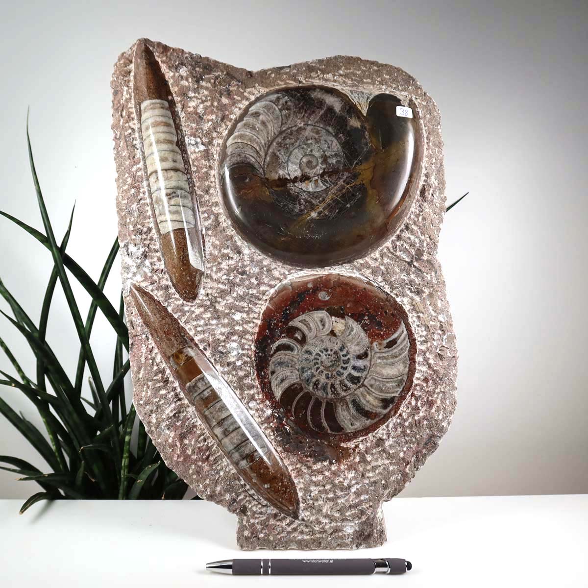 Ammonit - Versteinertes echtes Fossil mit Natursteinsockel, 39 x 25 cm - Nr. 38