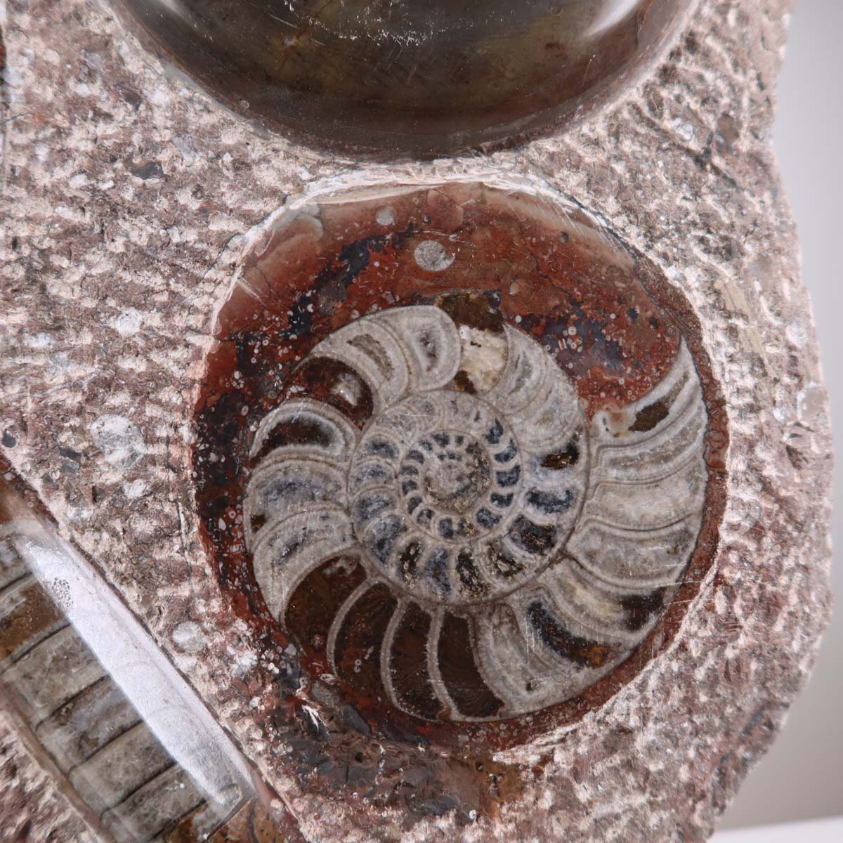 Ammonit - Versteinertes echtes Fossil mit Natursteinsockel, 39 x 25 cm - Nr. 38