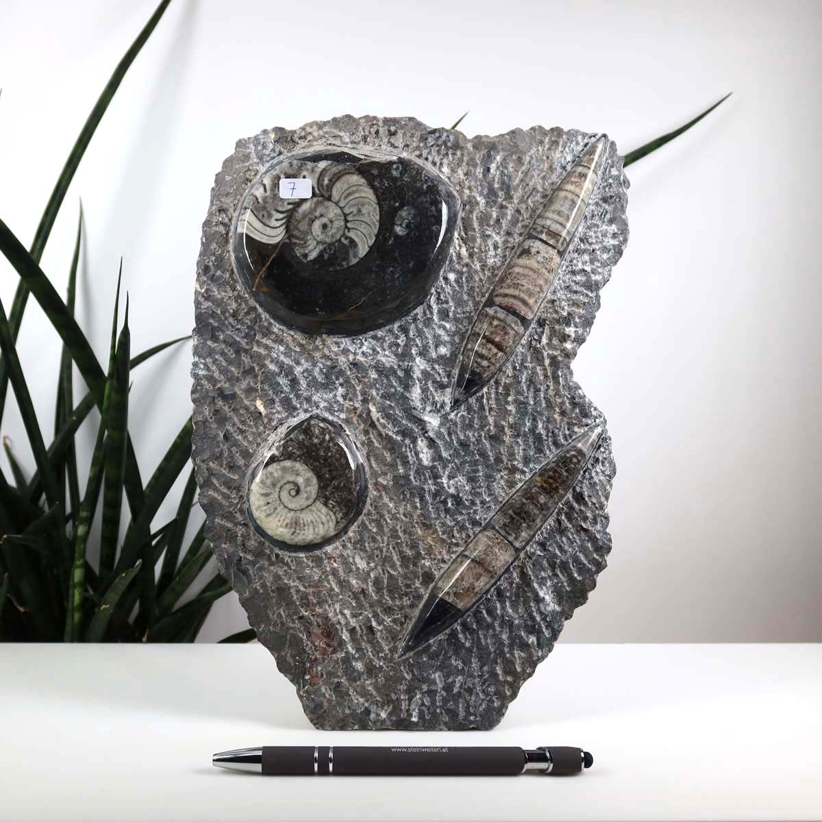 Ammonit - Versteinertes echtes Fossil mit Natursteinsockel, handgeschliffen und poliert Unikat-Nr. 7, ausgestellt vor Pflanzen