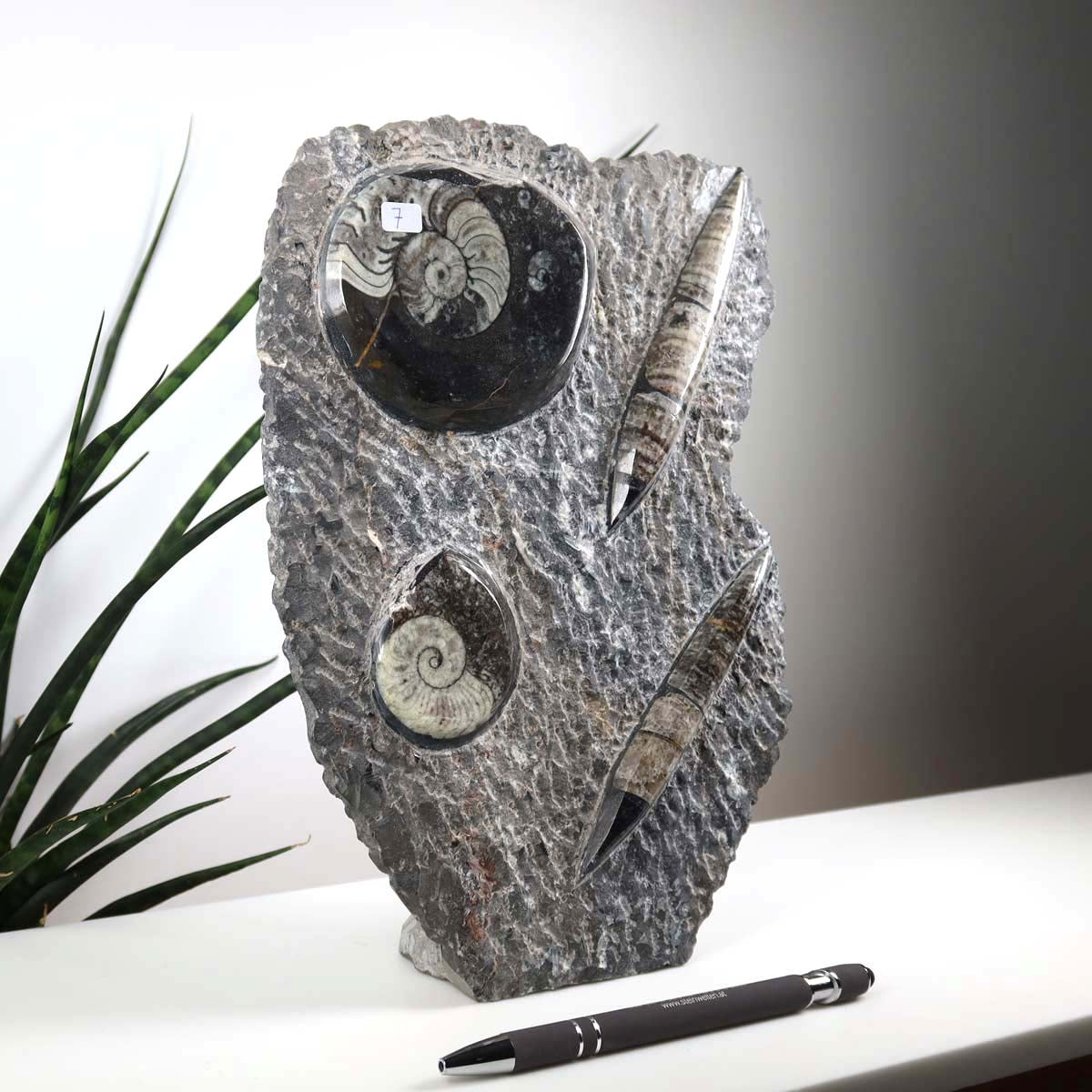 Ammonit - Versteinertes echtes Fossil mit Natursteinsockel, handgeschliffen und poliert Unikat-Nr. 7, ausgestellt vor Pflanzen