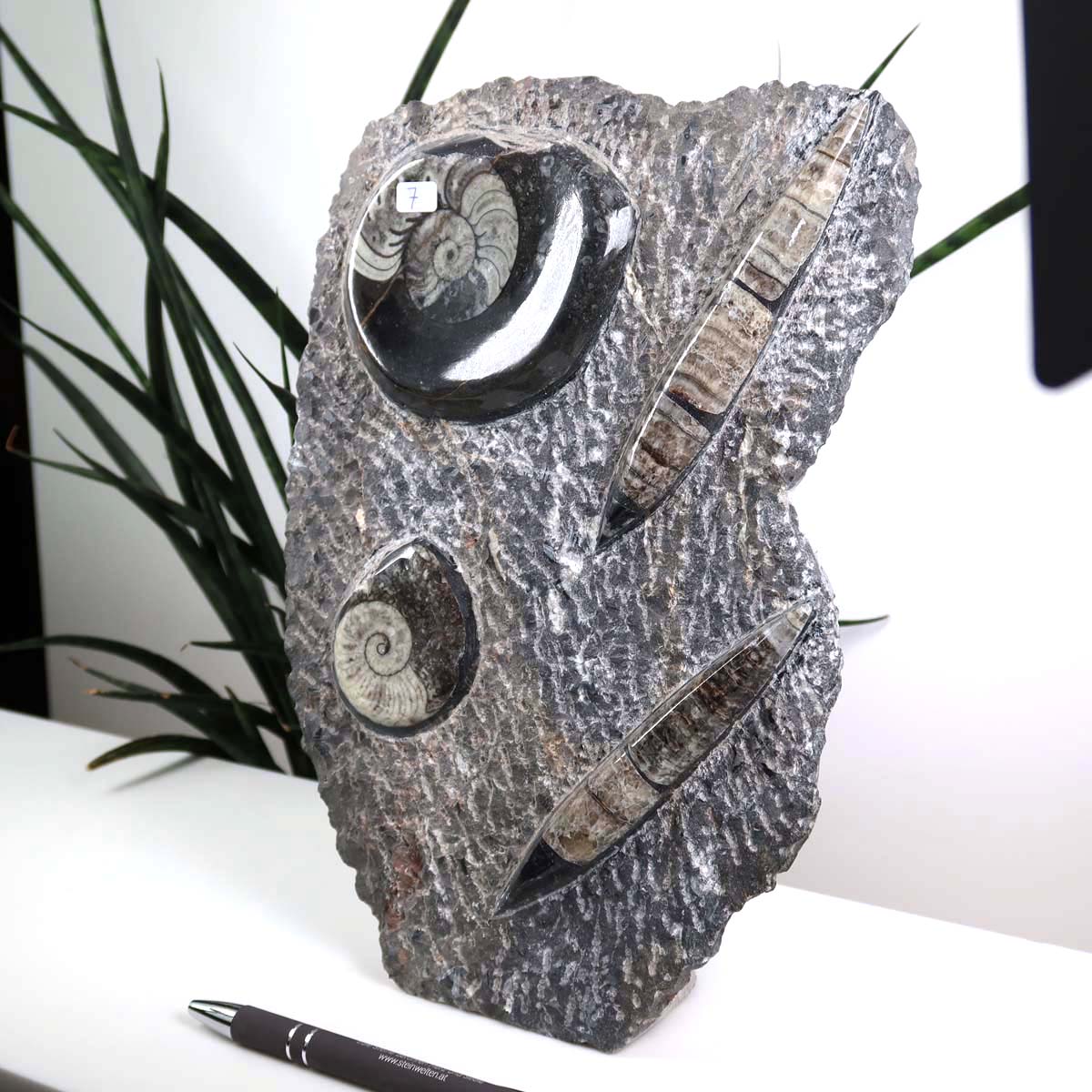 Ammonit - Versteinertes echtes Fossil mit Natursteinsockel, handgeschliffen und poliert Unikat-Nr. 7, marokkanisches Fossil