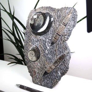 Ammonit - Versteinertes echtes Fossil mit Natursteinsockel, handgeschliffen und poliert Unikat-Nr. 7, marokkanisches Fossil