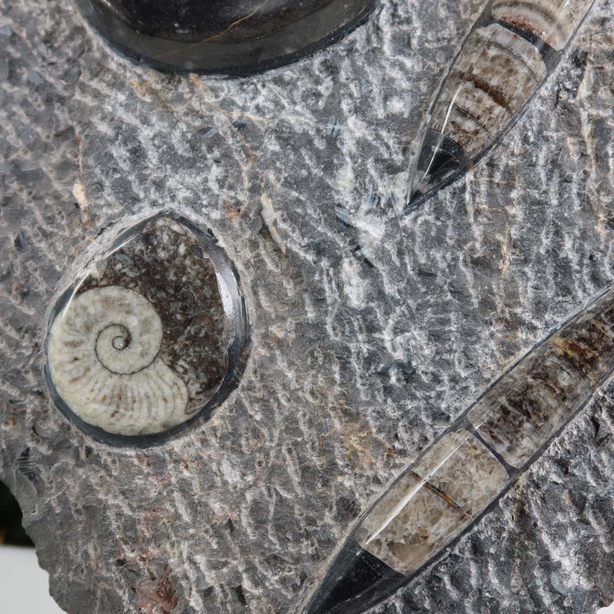 Ammonit - Versteinertes echtes Fossil mit Natursteinsockel, handgeschliffen und poliert Unikat-Nr. 7, Fossilstruktur Nahaufnahme