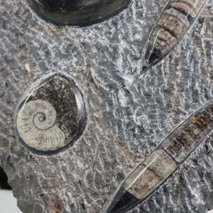 Ammonit - Versteinertes echtes Fossil mit Natursteinsockel, handgeschliffen und poliert Unikat-Nr. 7, Fossilstruktur Nahaufnahme