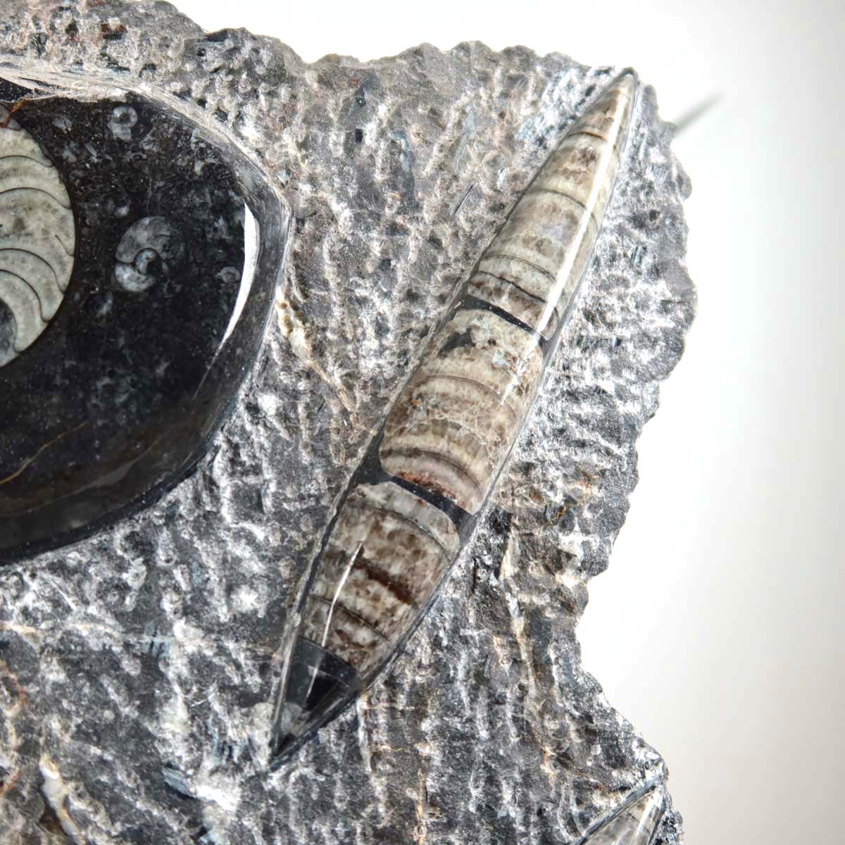 Ammonit - Versteinertes echtes Fossil mit Natursteinsockel, handgeschliffen und poliert Unikat-Nr. 7 in Nahaufnahme