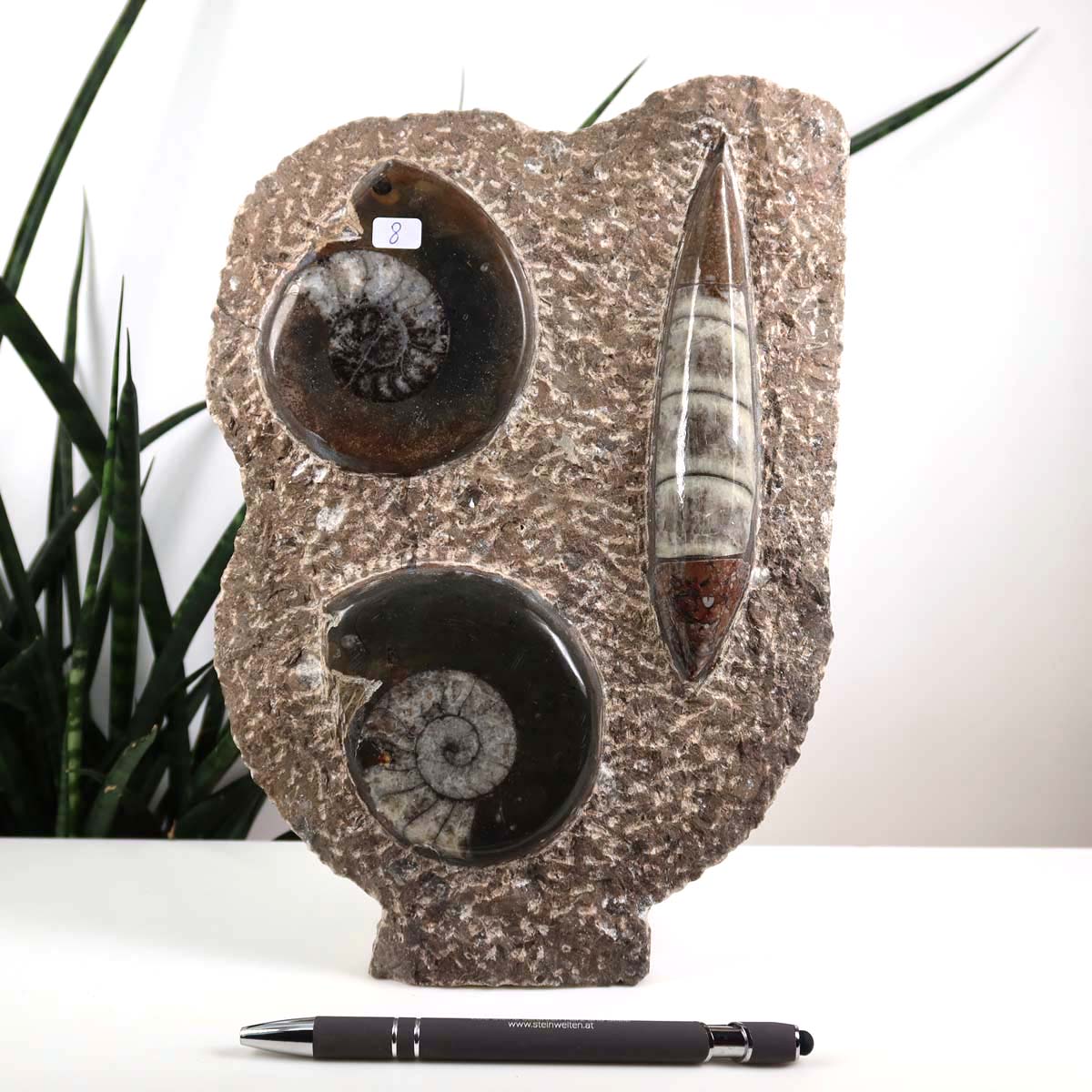 Ammonit - Versteinertes echtes Fossil mit Natursteinsockel, handgeschliffen und poliert Unikat-Nr. 8