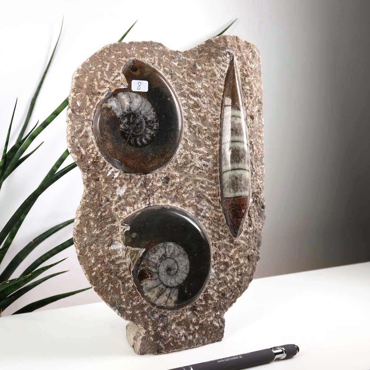 Ammonit - Versteinertes echtes Fossil mit Natursteinsockel, handgeschliffen und poliert Unikat-Nr. 8