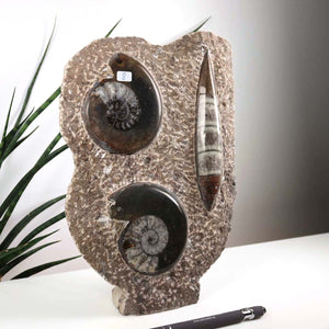 Ammonit - Versteinertes echtes Fossil mit Natursteinsockel, handgeschliffen und poliert Unikat-Nr. 8 auf einem Tisch