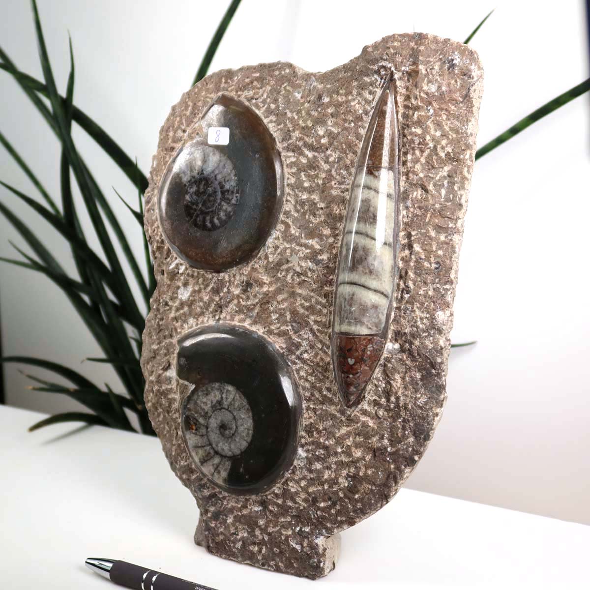 Ammonit - Versteinertes echtes Fossil mit Natursteinsockel, handgeschliffen und poliert Unikat-Nr. 8, fossile Versteinerung aus Marokko