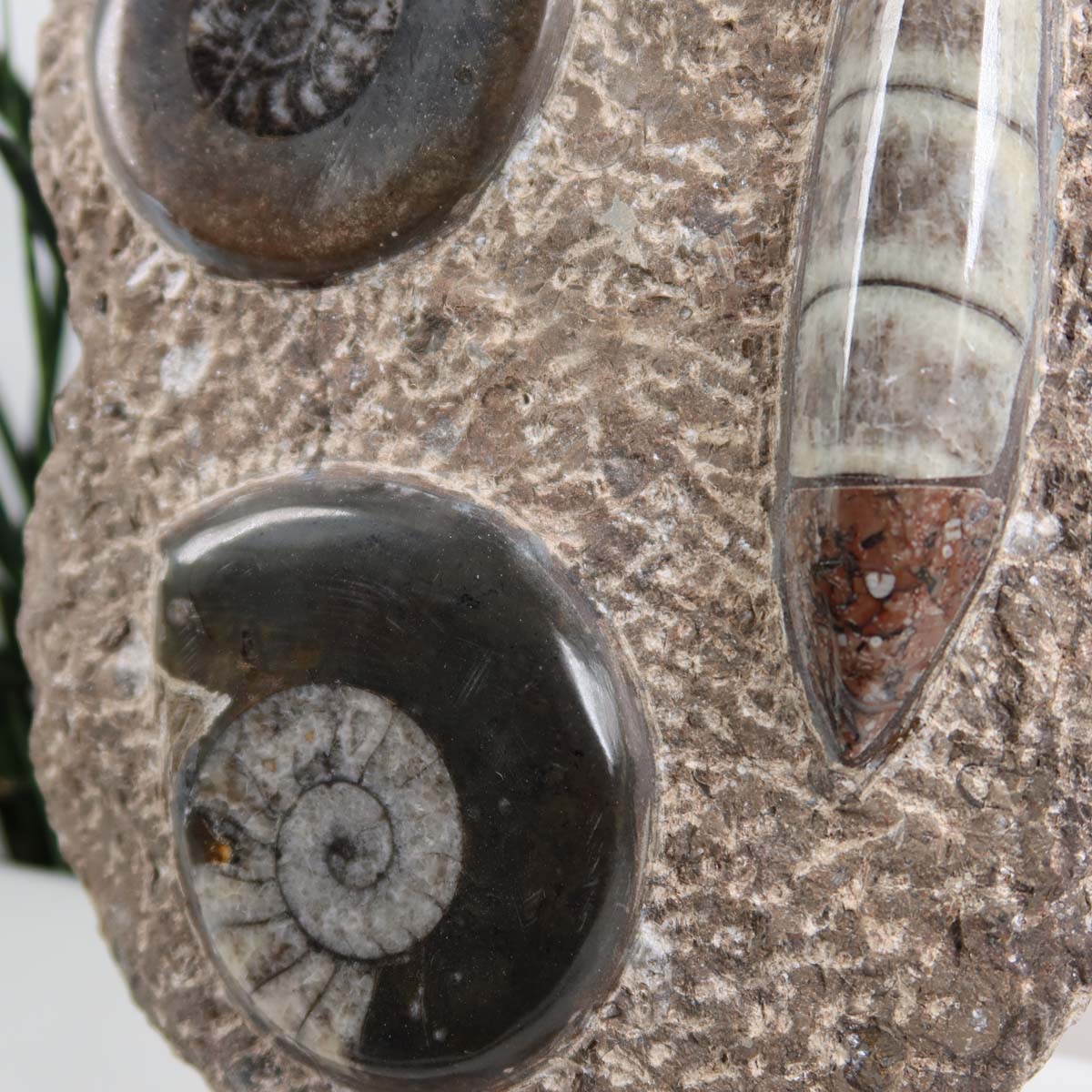 Ammonit - Versteinertes echtes Fossil mit Natursteinsockel, handgeschliffen und poliert Unikat-Nr. 8 in Nahaufnahme