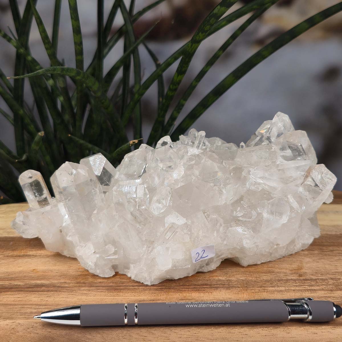 Bergkristall Stufe 1A Qualität, 8x17x10 cm - Klarheit und Fokus - UNIKAT Nr. 22 auf Holzuntergrund vor Pflanzen