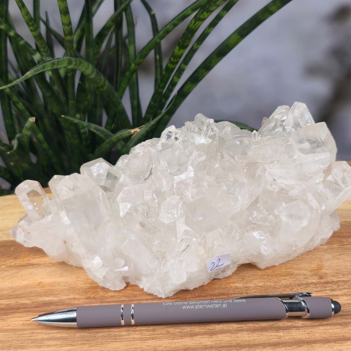 Bergkristall Stufe 1A Qualität, 8x17x10 cm - Klarheit und Fokus - UNIKAT Nr. 22 auf Holzuntergrund vor Pflanzen