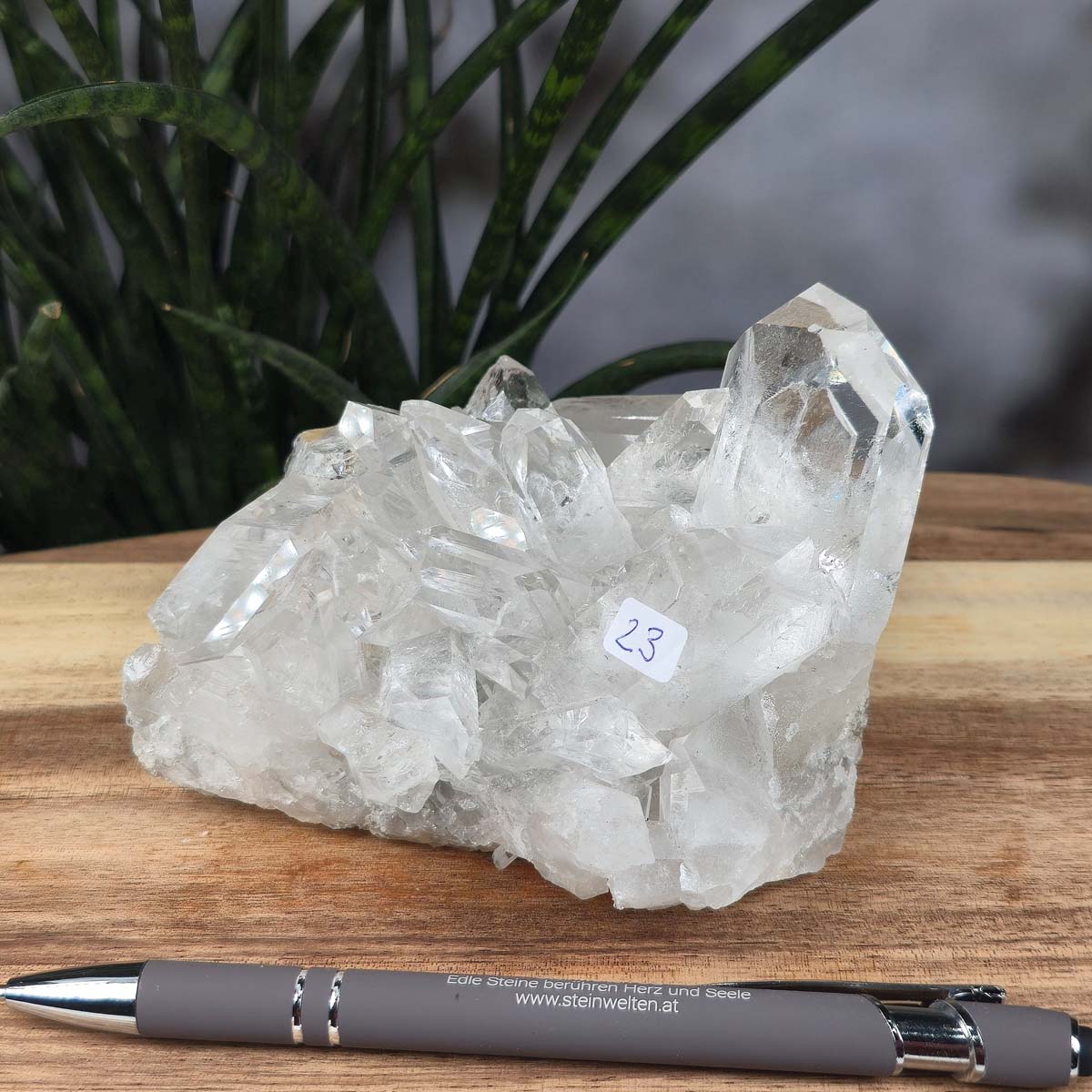 Bergkristall Stufe 1A Qualität, 7x10x11 cm - Klarheit und Fokus - UNIKAT Nr. 23 auf Holztisch mit Pflanze im Hintergrund