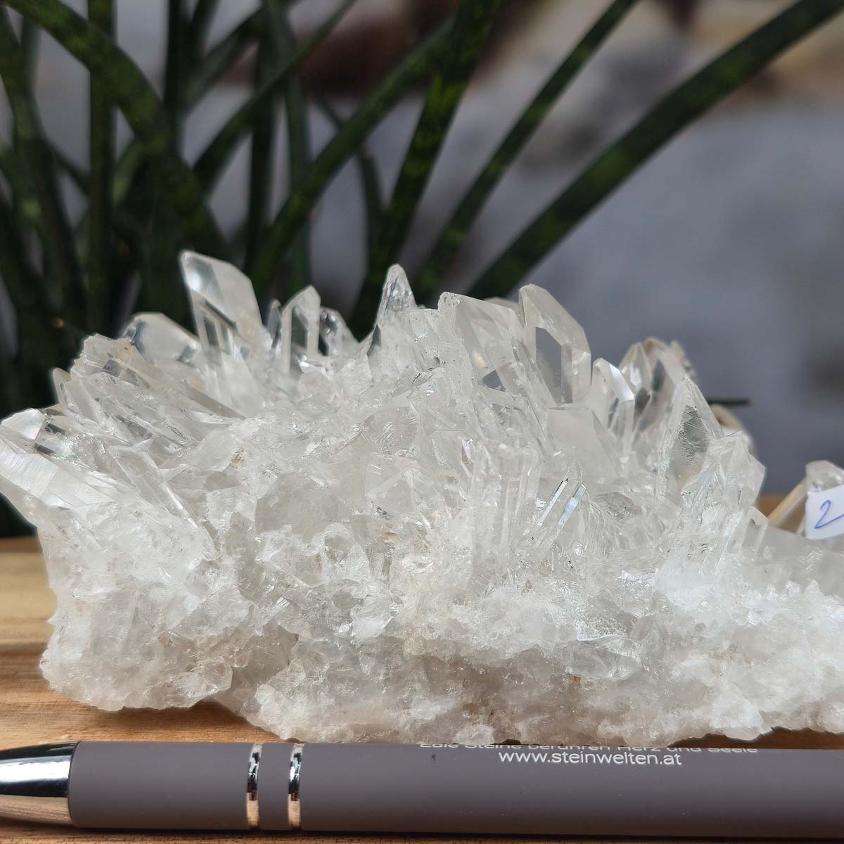 Bergkristall Stufe 1A Qualität, 6x13x10 cm - Klarheit und Fokus - UNIKAT Nr. 24 auf einem Holztisch vor Pflanzen