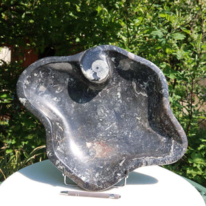 Orthoceras Schale XL - 48x50cm - 5,2kg - Fossilgestein - Nr. 64