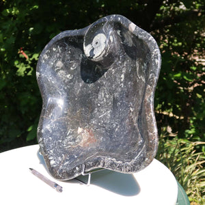 Orthoceras Schale XL - 48x50cm - 5,2kg - Fossilgestein - Nr. 64