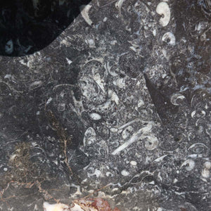 Orthoceras Schale XL - 48x50cm - 5,2kg - Fossilgestein - Nr. 64