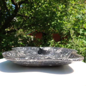 Orthoceras Schale XL - 48x50cm - 5,2kg - Fossilgestein - Nr. 64