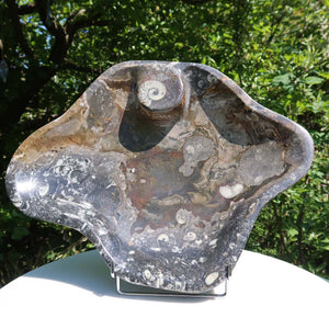 Große Orthoceras Schale XL - 48x39cm -4,7kg - Fossilgestein - Nr. 65