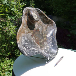Große Orthoceras Schale XL - 48x39cm -4,7kg - Fossilgestein - Nr. 65