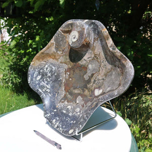 Große Orthoceras Schale XL - 48x39cm -4,7kg - Fossilgestein - Nr. 65