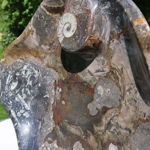 Große Orthoceras Schale XL - 48x39cm -4,7kg - Fossilgestein - Nr. 65