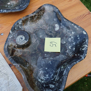 Große Orthoceras Schale XL - 48x39cm -4,7kg - Fossilgestein - Nr. 65