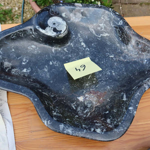 Orthoceras Schale XL - 48x50cm - 5,2kg - Fossilgestein - Nr. 64